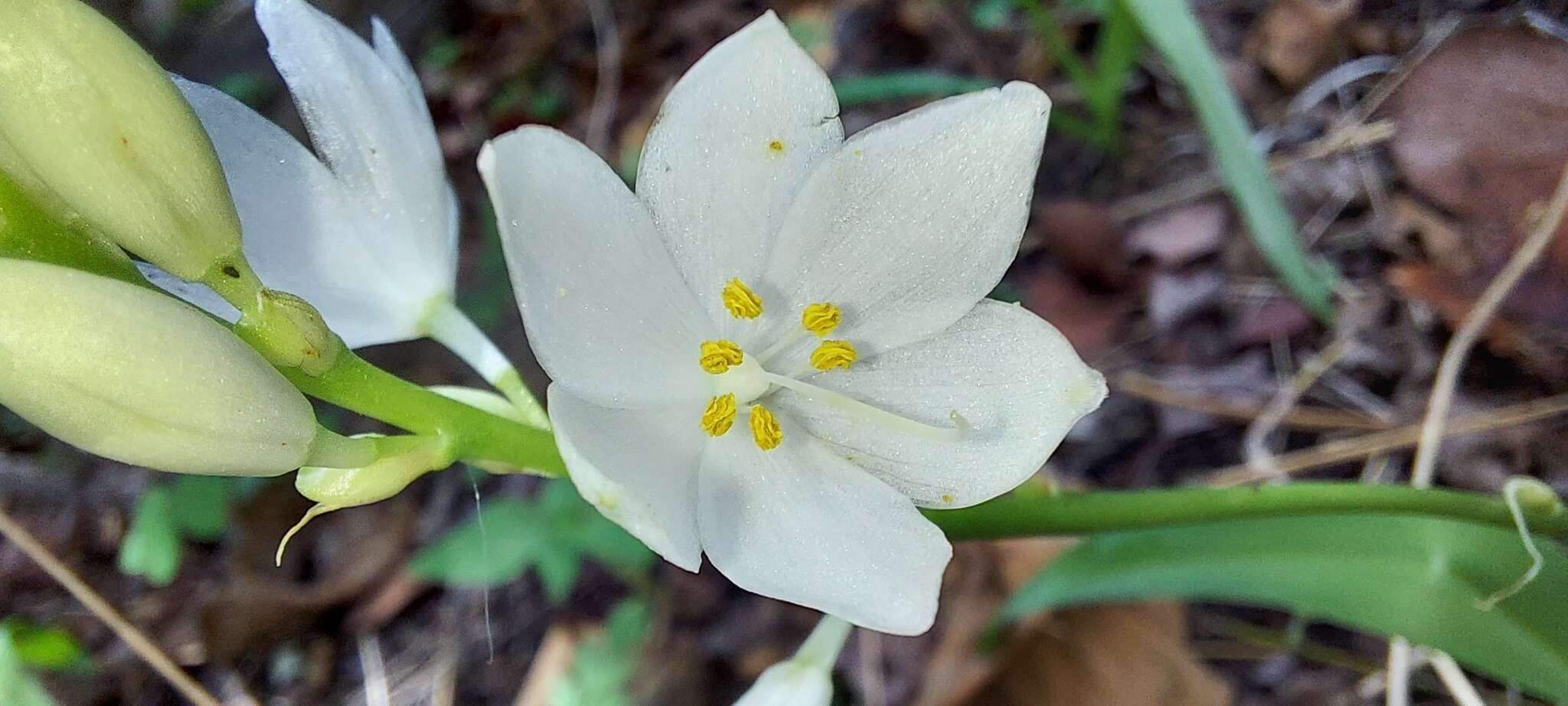 Слика од Chlorophytum tuberosum (Roxb.) Baker