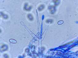 Image of Hypomyces tubariicola (W. Gams) Zare & W. Gams 2016