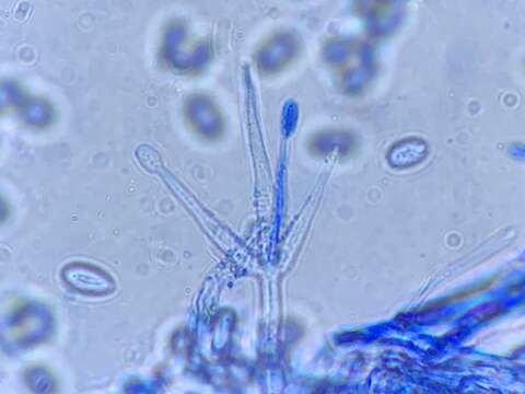 صورة Hypomyces tubariicola (W. Gams) Zare & W. Gams 2016