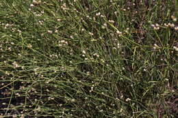 Image of Three-leafed chaff flower
