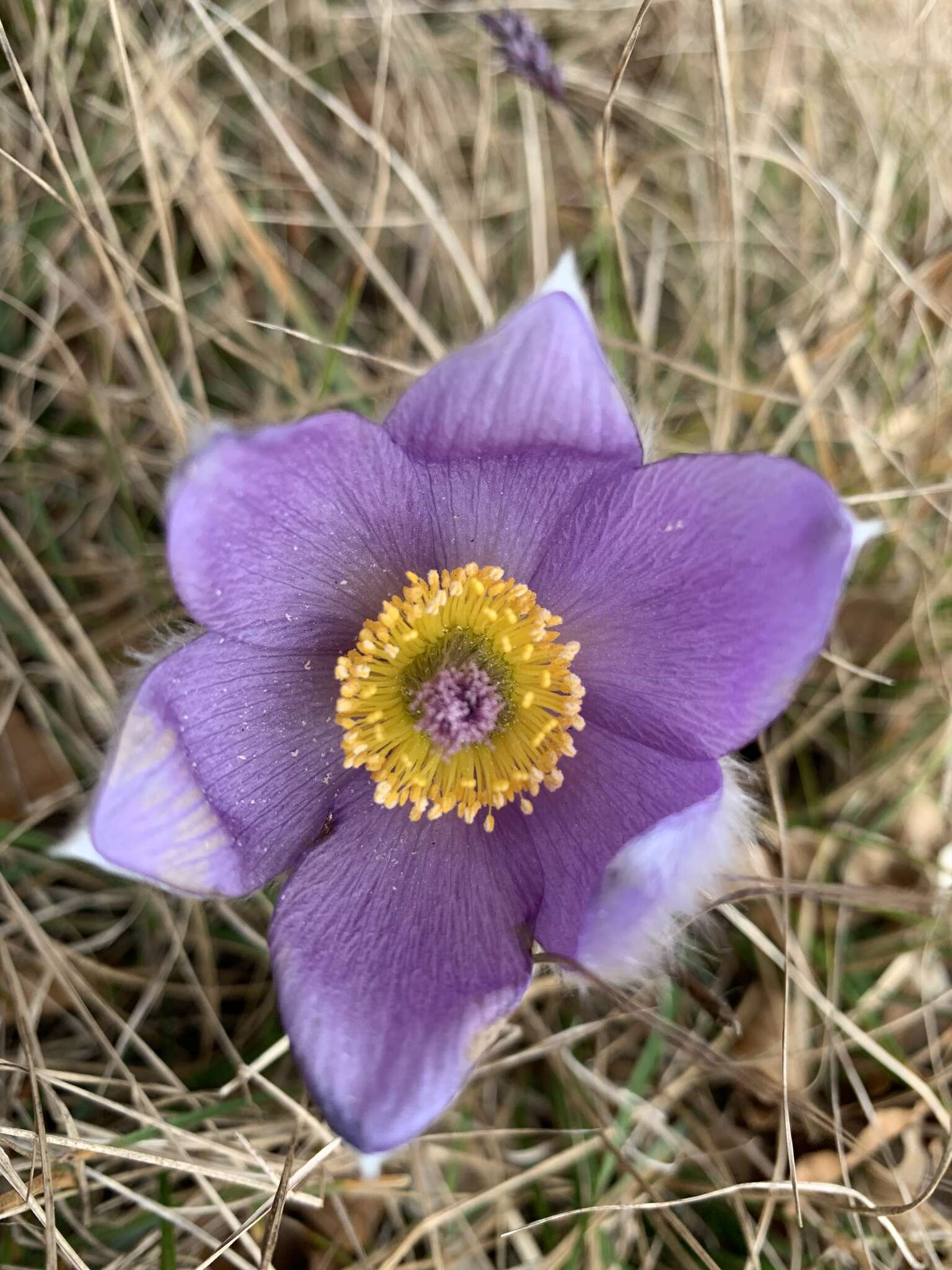 Image of Pulsatilla halleri subsp. slavica (Reuss) Zämelis