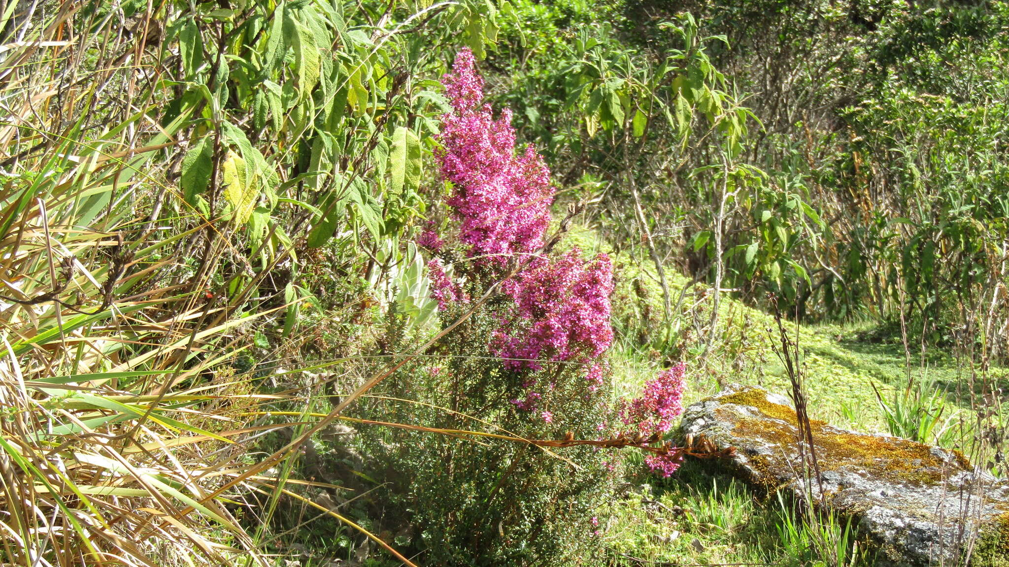 Image of Chaetolepis lindeniana (Naud.) Triana