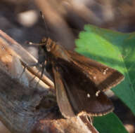 Image of Clouded Skipper