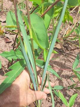 Image of Cyrtopodium blanchetii Rchb. fil.