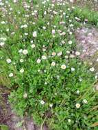 Image of Corpus Christi fleabane