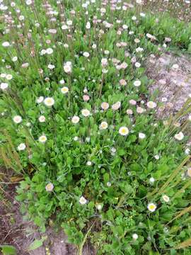 Image of Corpus Christi fleabane