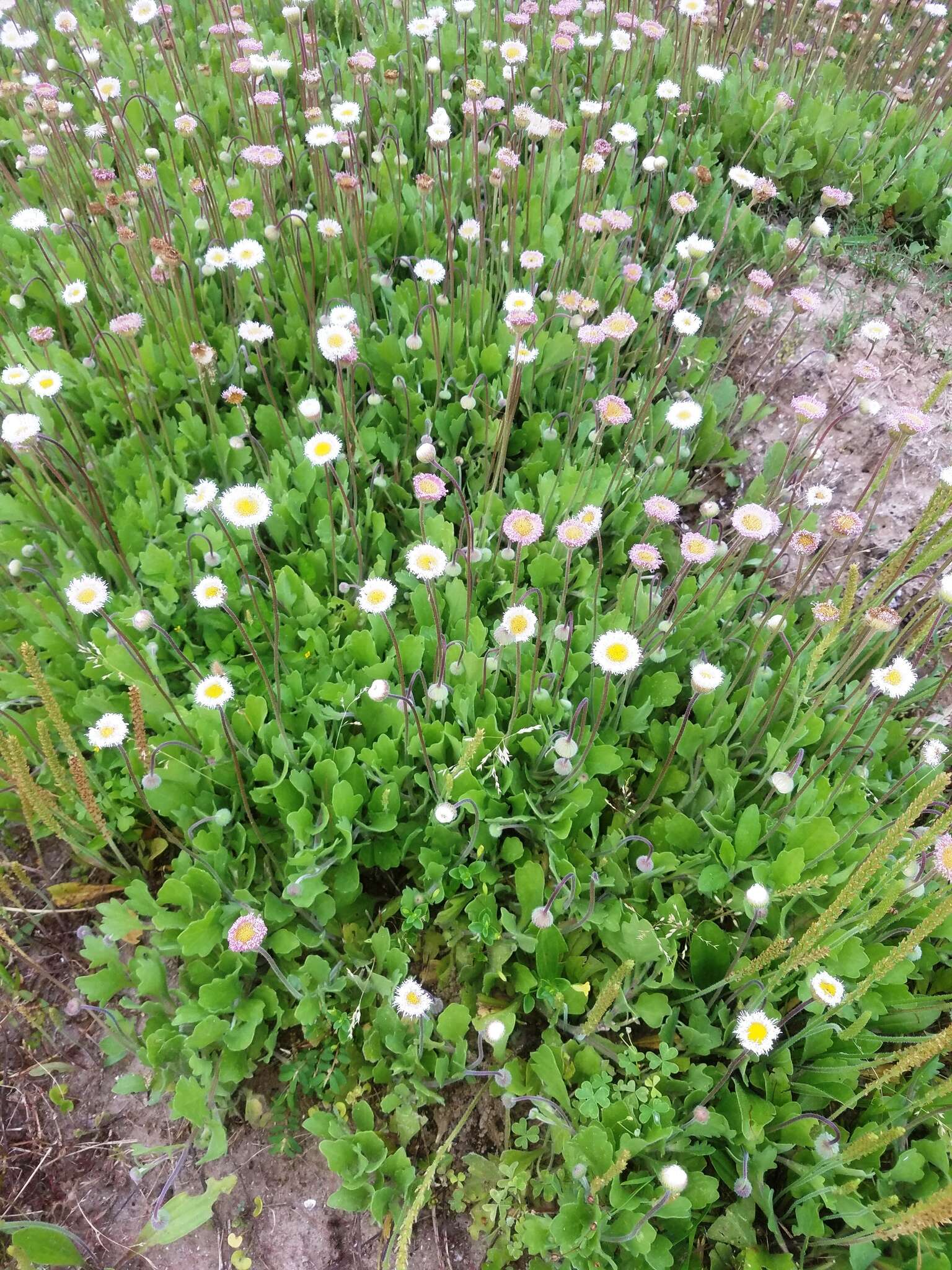 Image of Corpus Christi fleabane