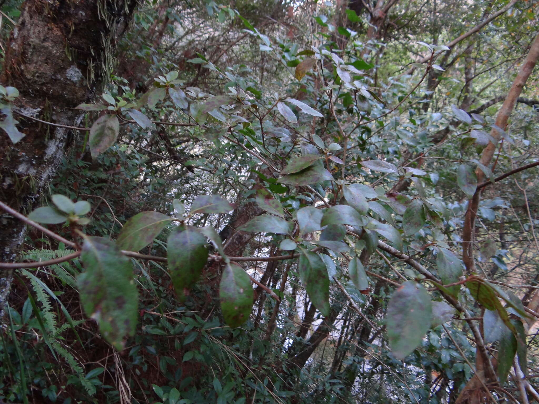 Image of Rhododendron breviperulatum Hayata