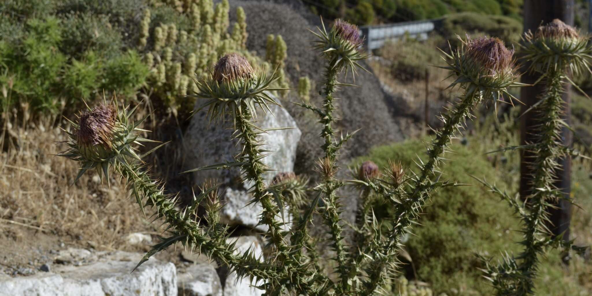 Imagem de Onopordum caulescens D' Urv.