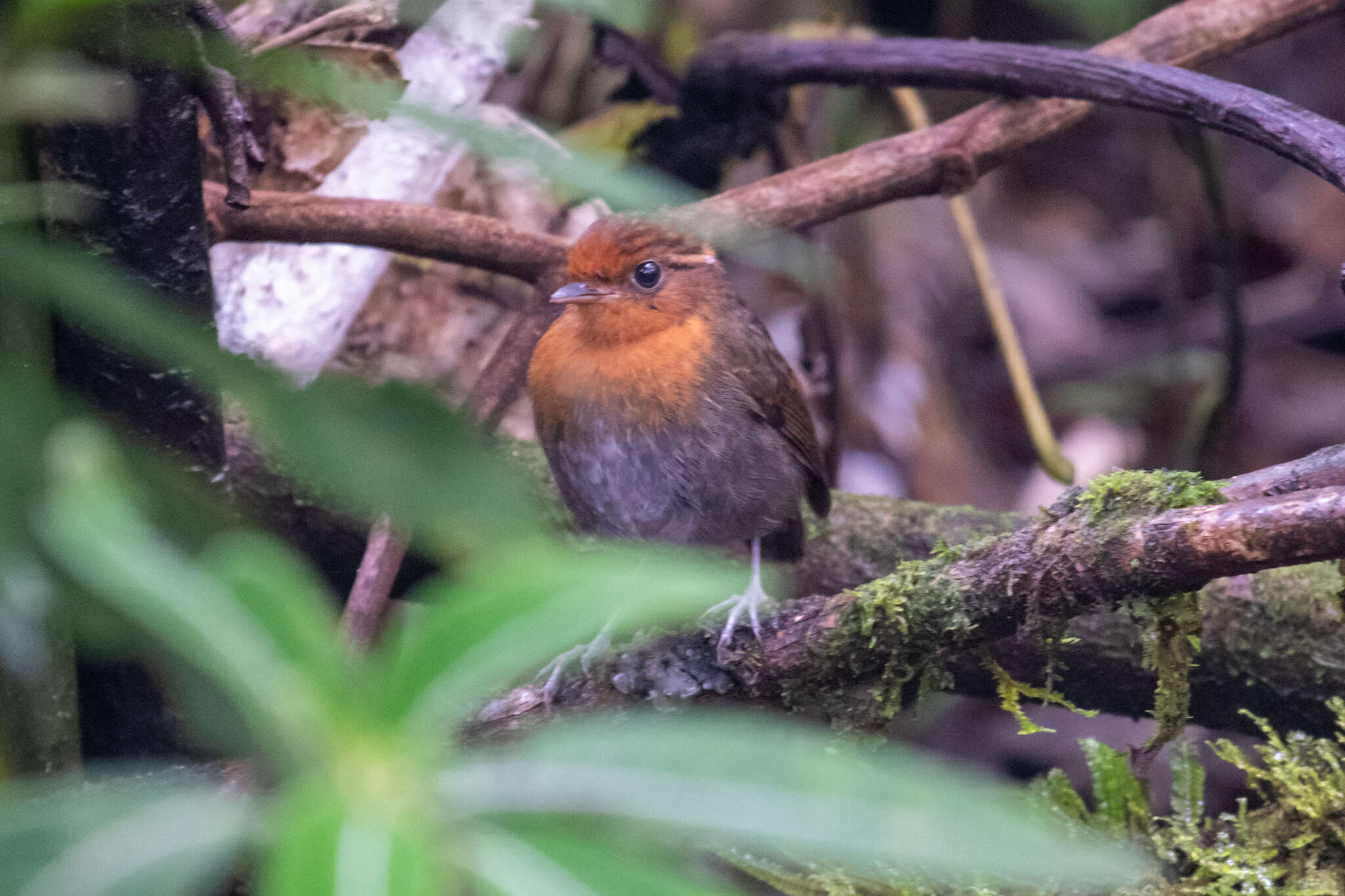 Image of Conopophaga castaneiceps castaneiceps Sclater & PL 1857