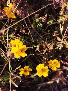 Image of Bidens anthemoides (DC.) Sherff