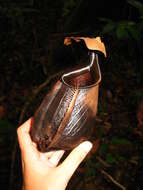 Image of Fanged pitcher plant