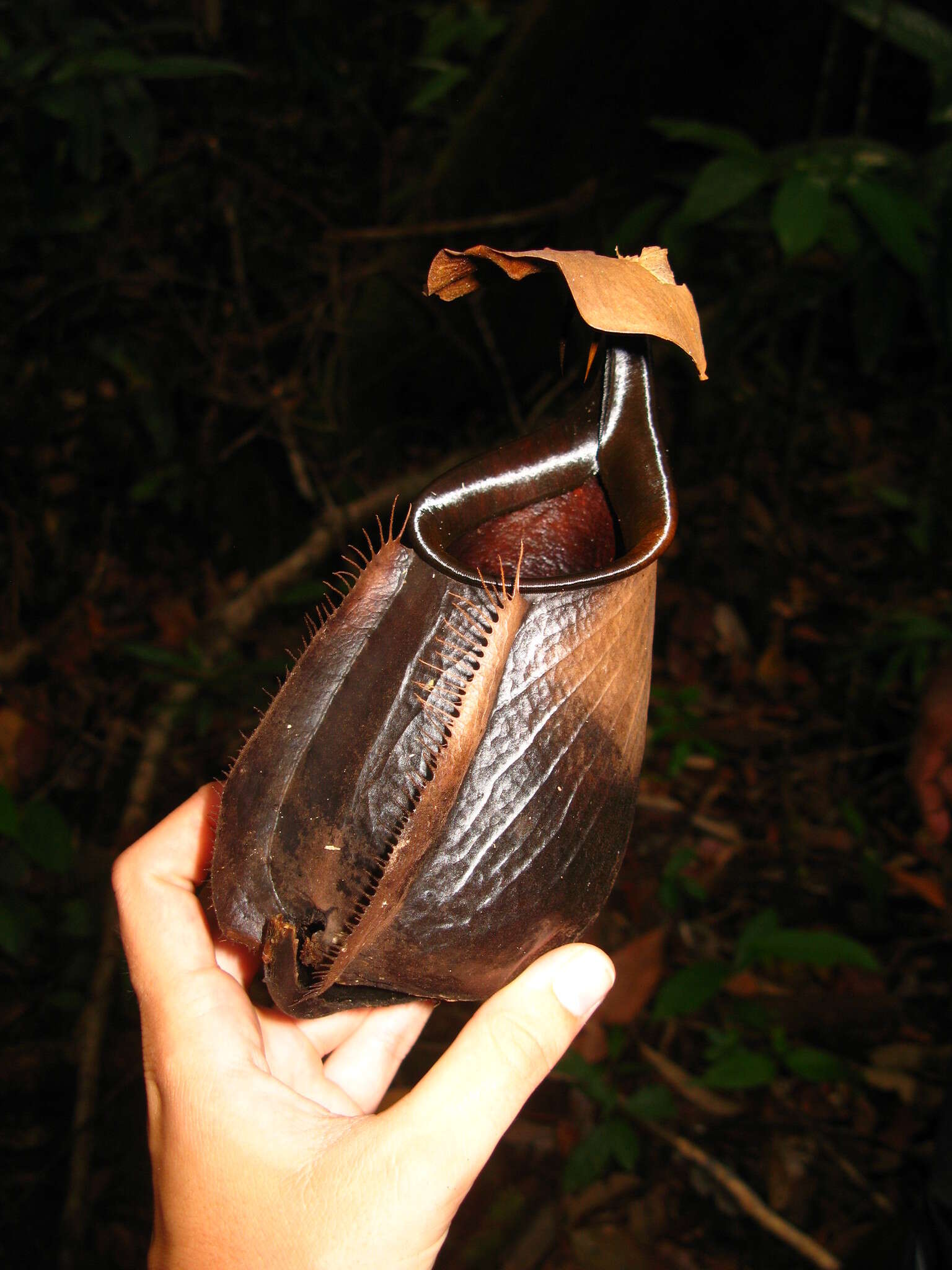 Image of Fanged pitcher plant