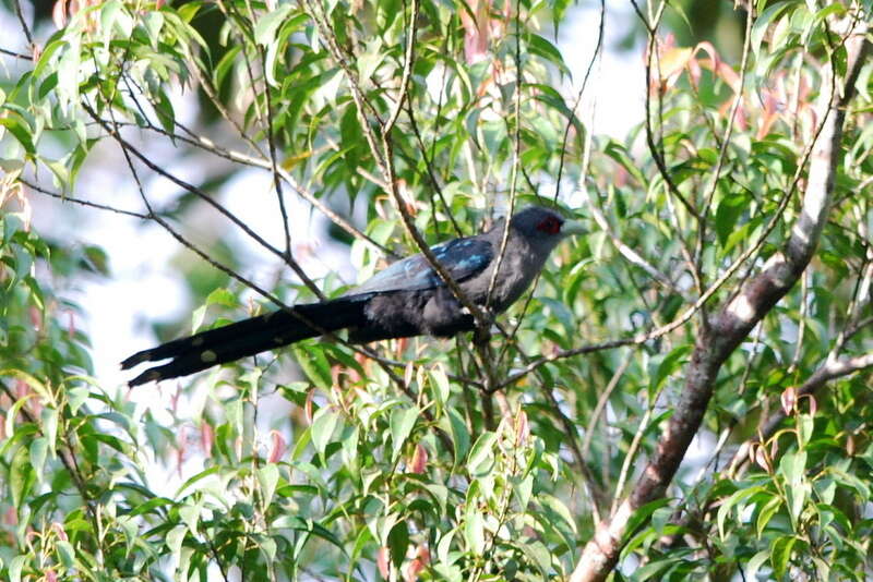 Image of Black-bellied Malkoha