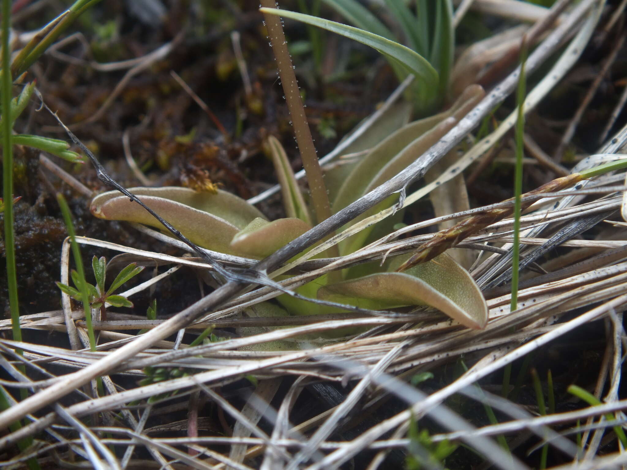 Image of Pinguicula alpina L.