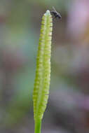 Image of adder's-tongue