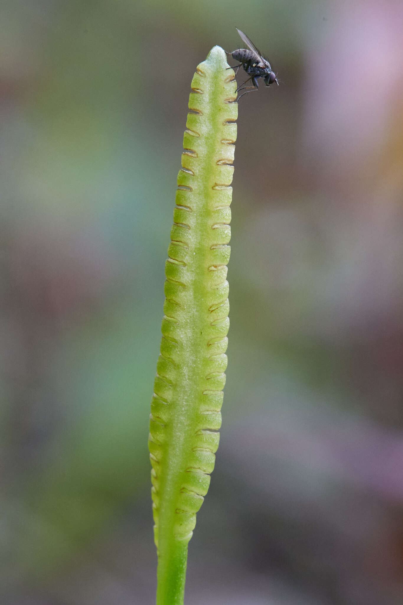 Image of adder's-tongue