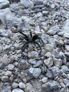 Image of Aphonopelma saguaro Hamilton 2016