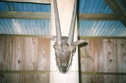 Image of Saola