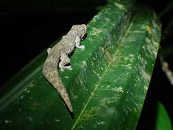 Image of Symmetrical Gecko