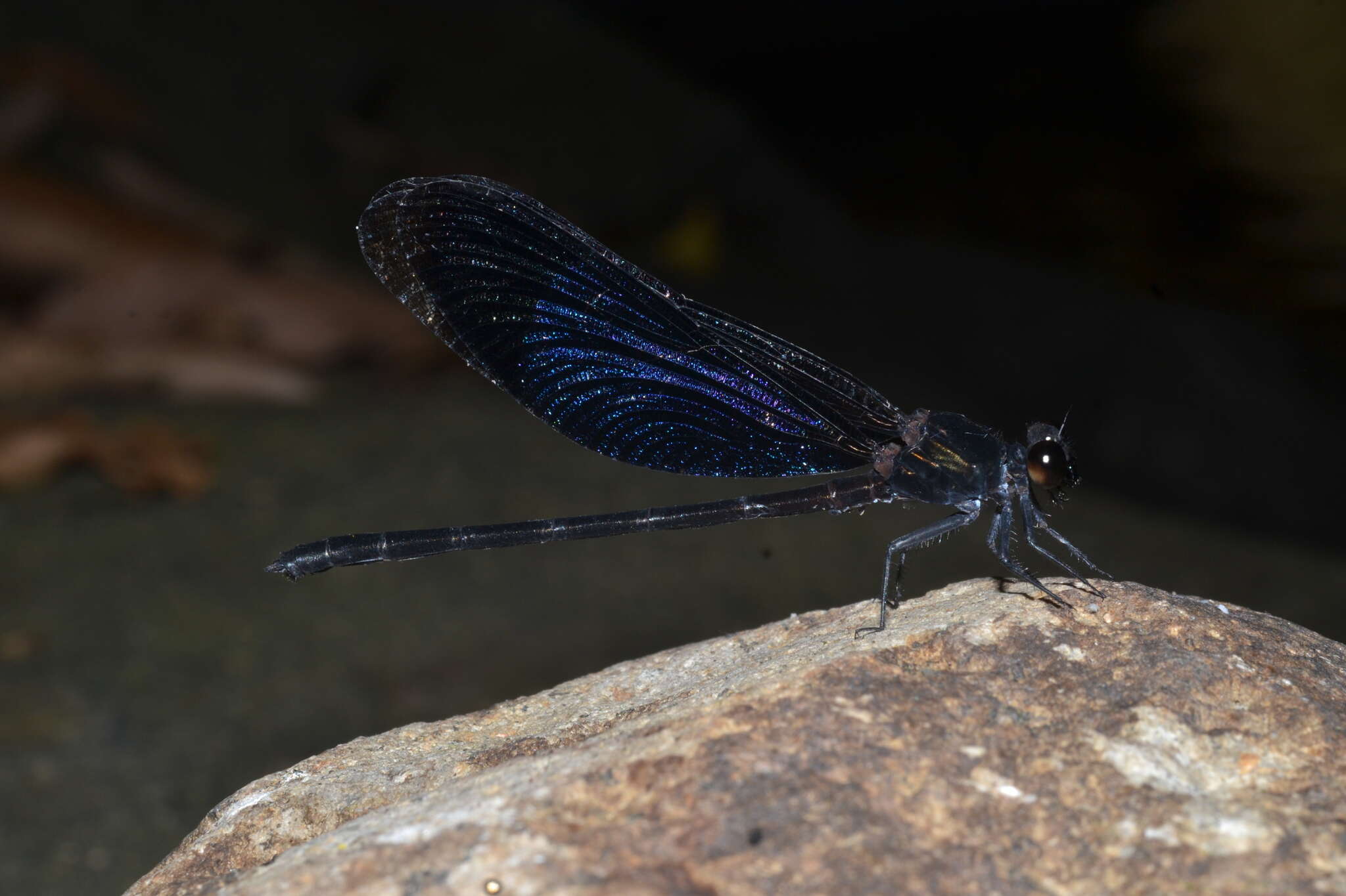 Image de Euphaea refulgens Hagen ex Selys 1853