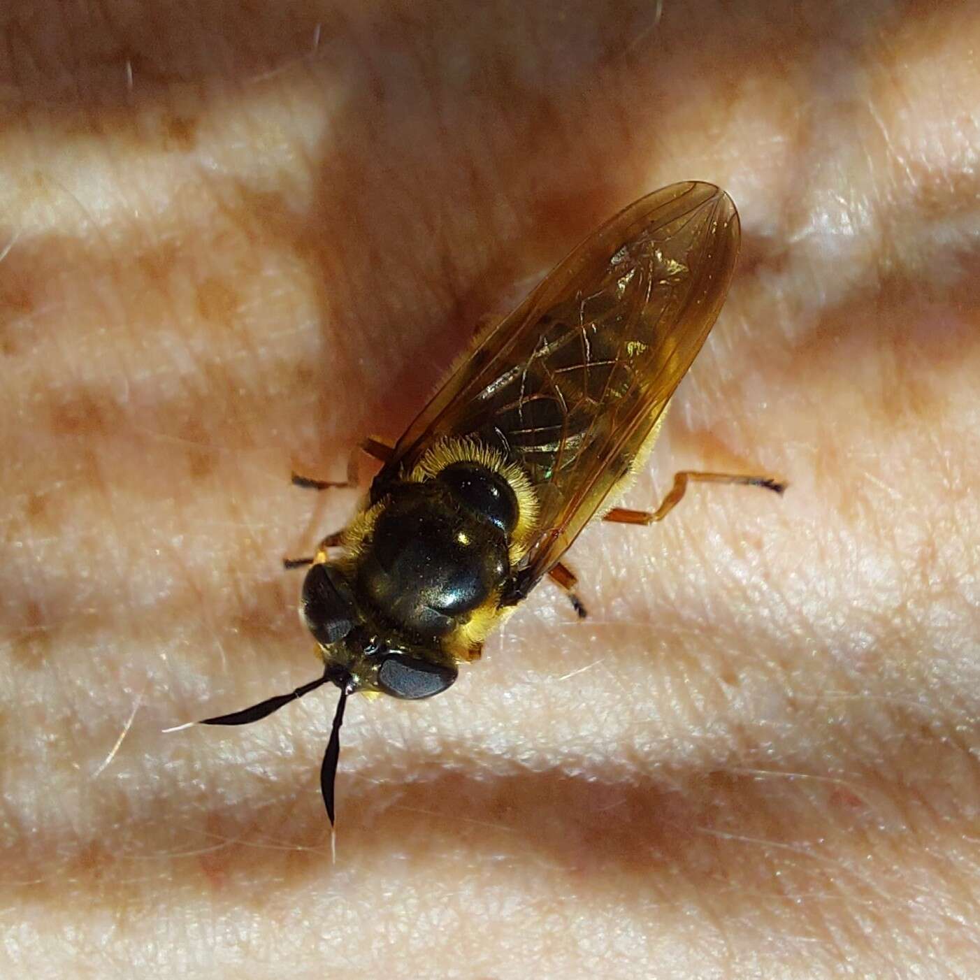 Image of Golden hoverfly