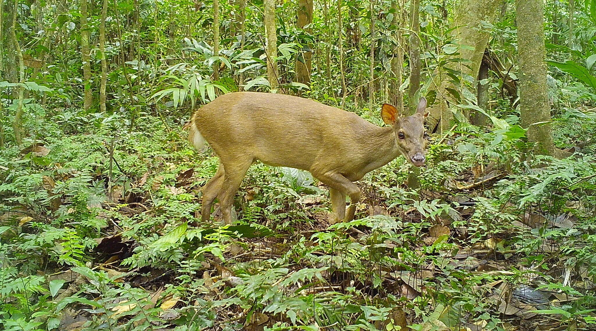 Image of Amazonian Brown Brocket Deer