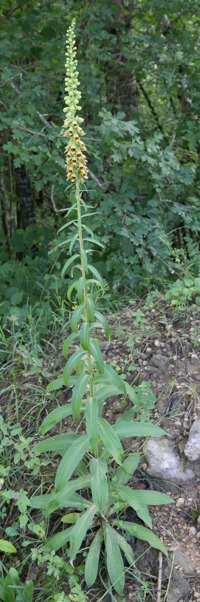 صورة Digitalis ferruginea subsp. schischkinii (Ivan.) Werner