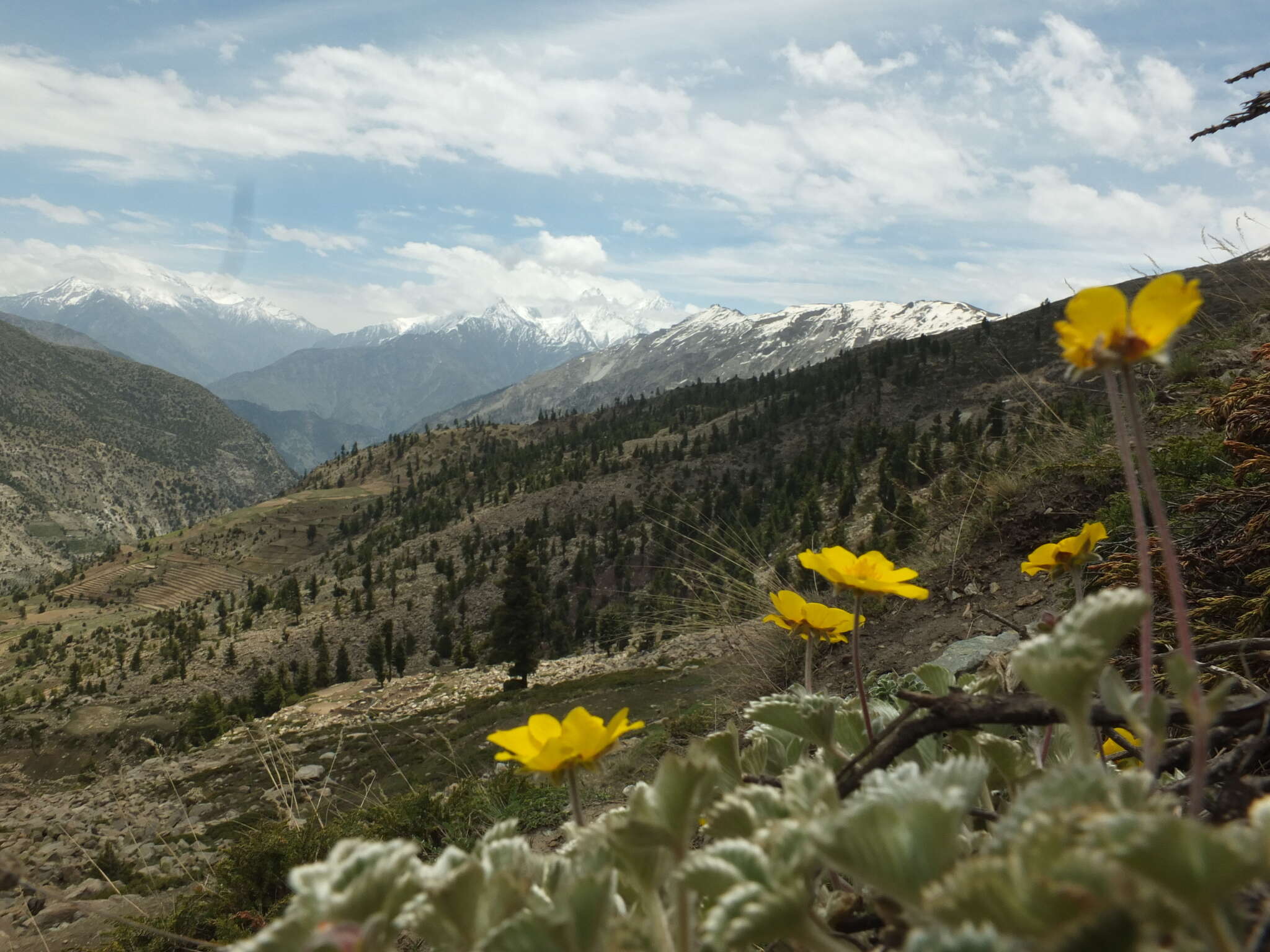 Image of Potentilla argyrophylla Wall.