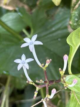 Image de Palicourea domingensis (Jacq.) DC.