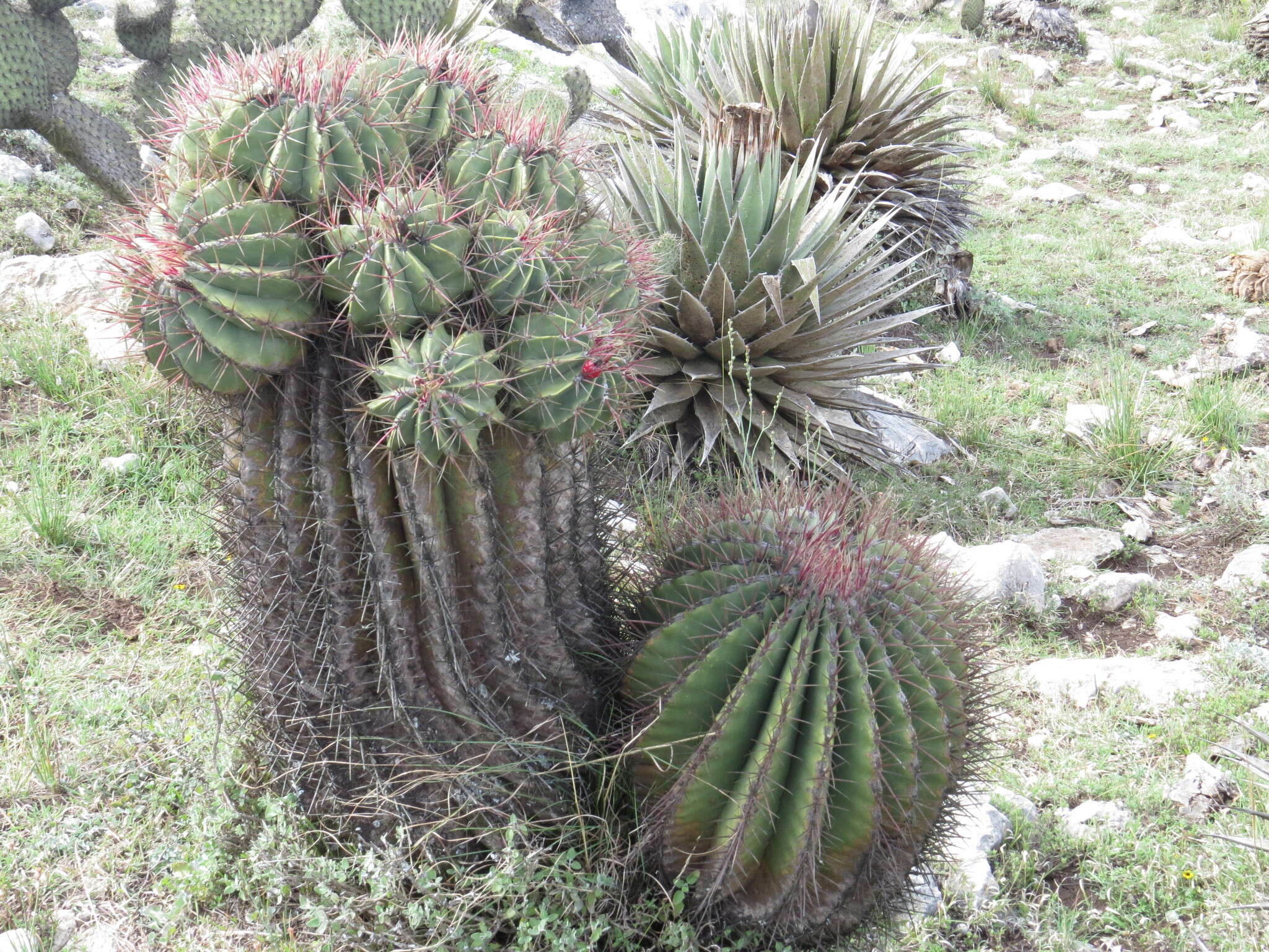 Image of Ferocactus haematacanthus (Muehlenpf.) Britton & Rose