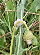 Image of cutleaf silverpuffs