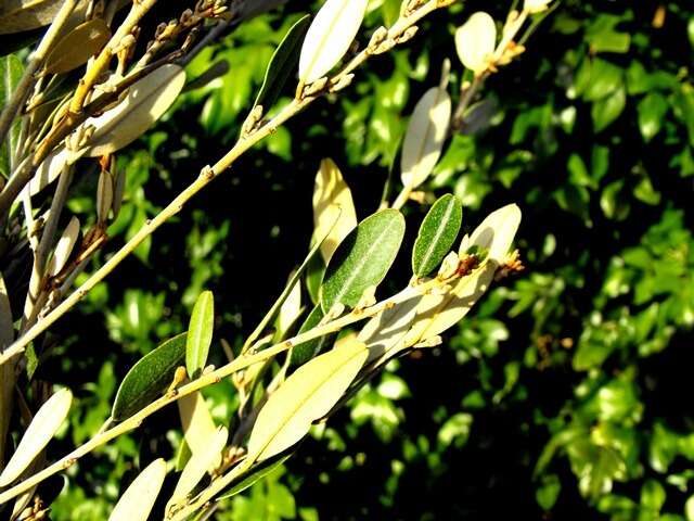 Image of brush hovea