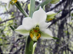 Plancia ëd Gavilea longibracteata (Lindl.) Sparre ex L. E. Navas