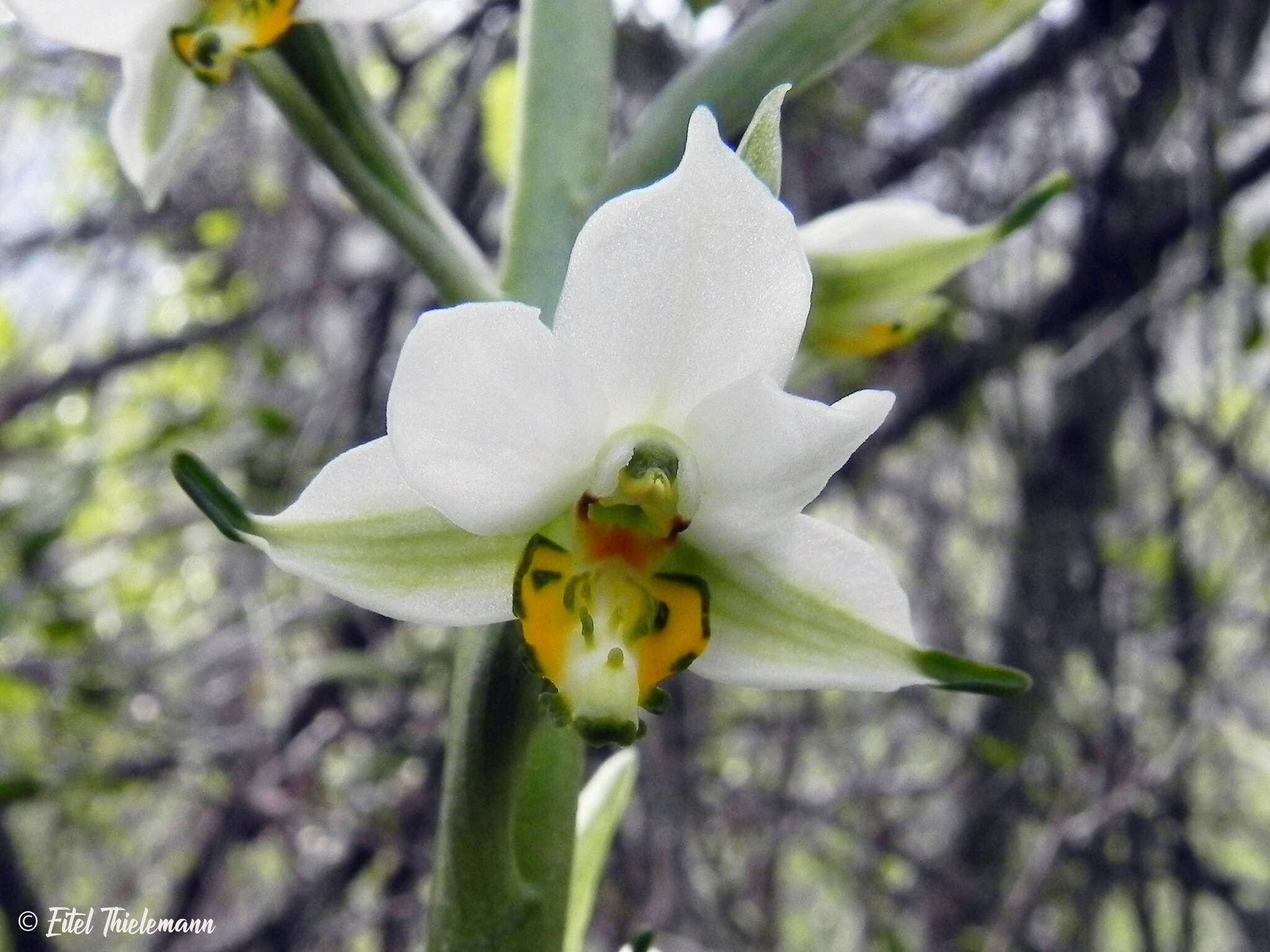 Plancia ëd Gavilea longibracteata (Lindl.) Sparre ex L. E. Navas