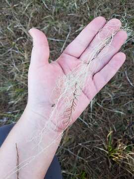 Image of cartilage lichen