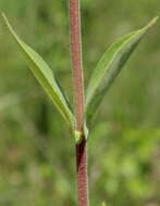 Image of Old Cahaba rosinweed