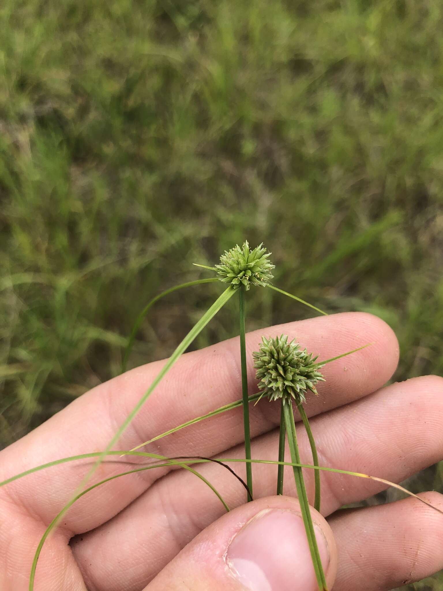 Image of Cyperus filiculmis Vahl