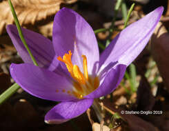 Image of early crocus