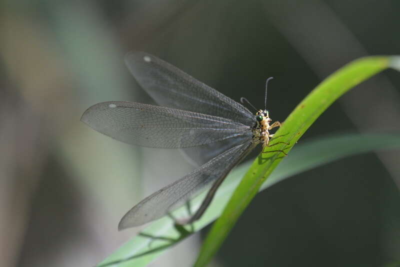 Image of Hagenomyia