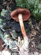 Image of Cortinarius californicus A. H. Sm. 1939