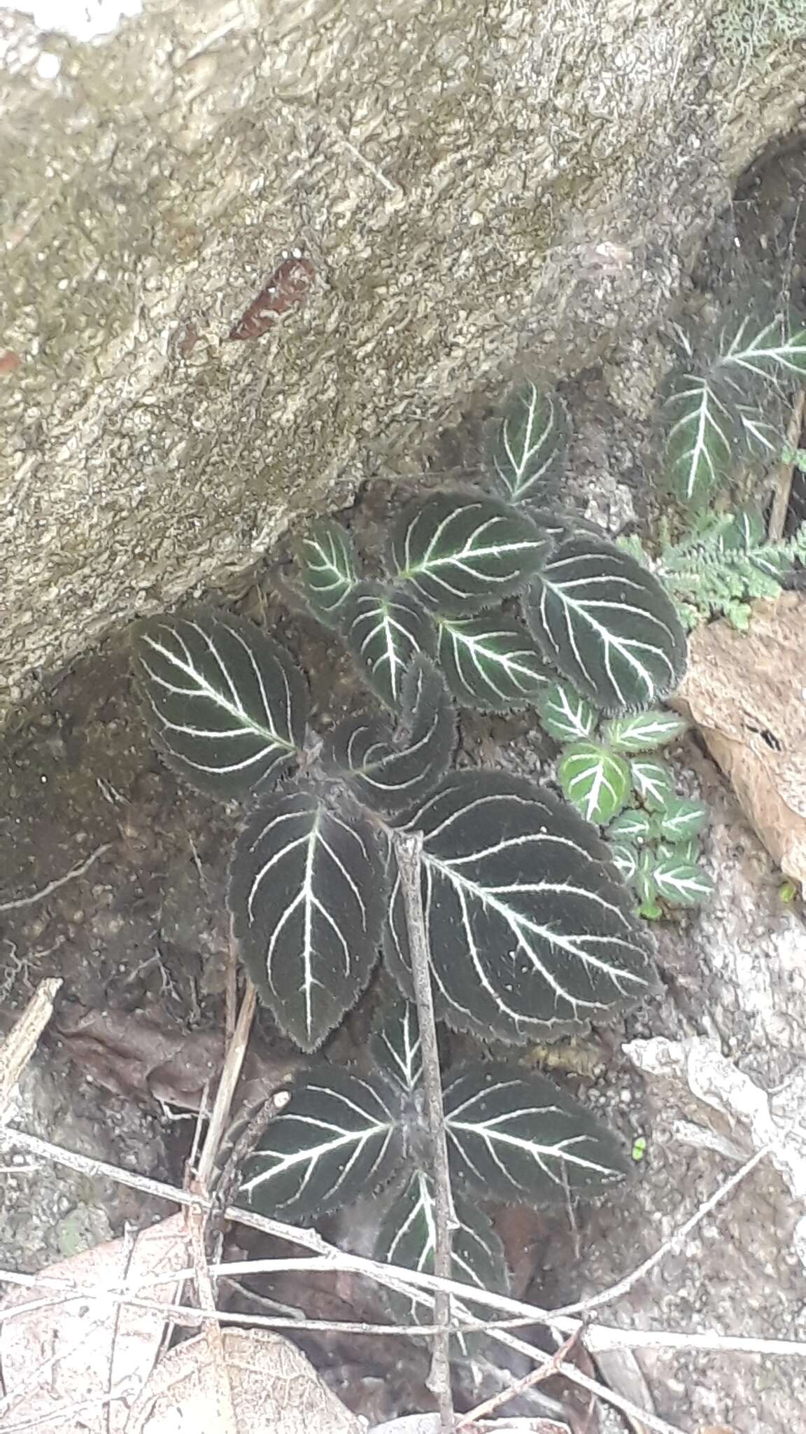 Image of Phinaea multiflora C. V. Morton