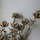 Image of Metalasia umbelliformis P. O. Karis