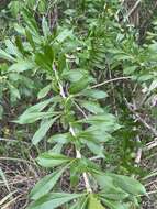 Image de Crescentia linearifolia Miers