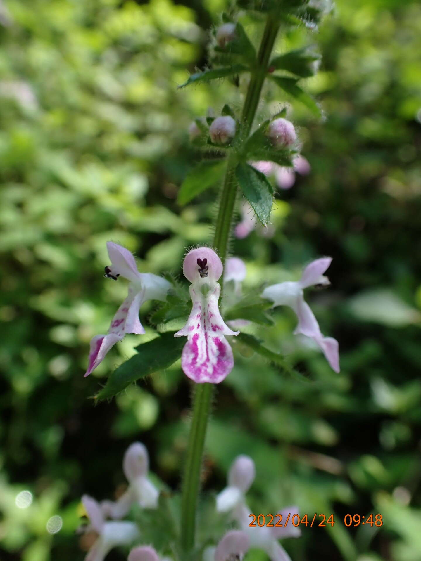 Stachys geobombycis C. Y. Wu resmi