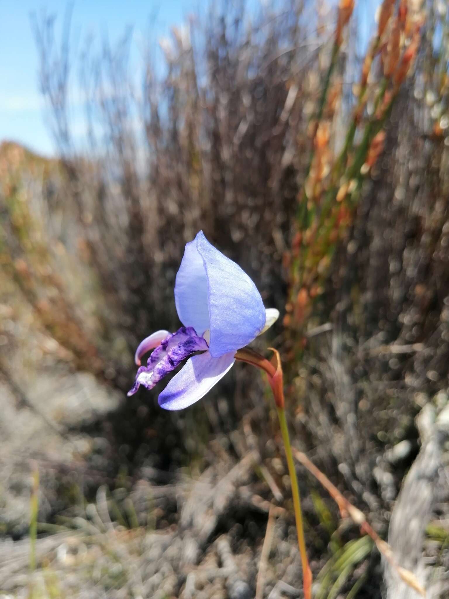 Image of Early blue Disa