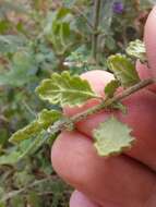 Image of Prostanthera incana A. Cunn. ex Benth.