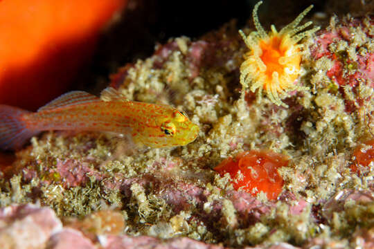 Image of Golden Goby