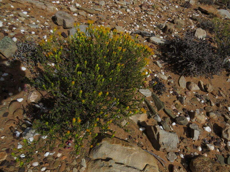 Image of Pteronia pallens L. fil.