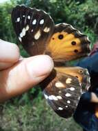 Image of Paralethe dendrophilus albina van Son 1955